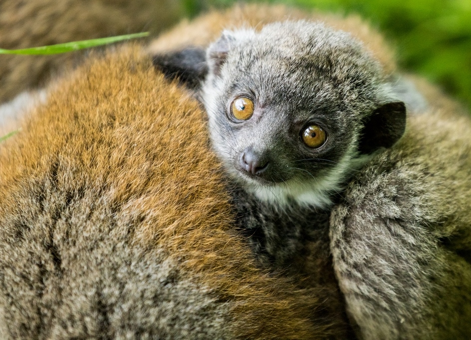 Mládě lemura mongoz. Foto: Pavel Vlček Mládě lemura mongoz. Foto: Pavel Vlček